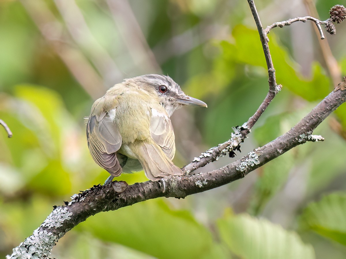 Red-eyed Vireo - ML604951221