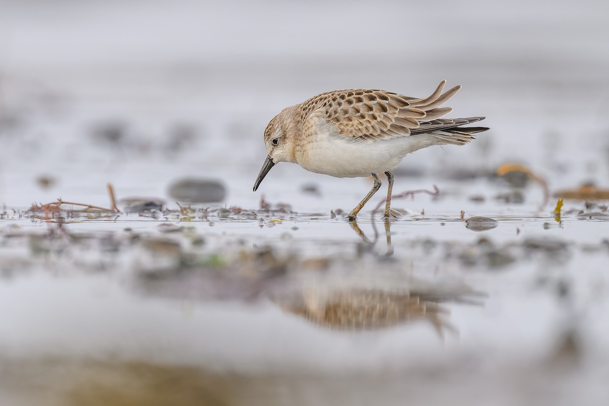 Semipalmated Sandpiper - ML604951421