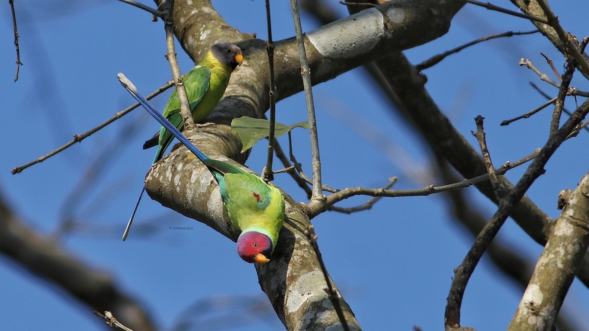 Plum-headed Parakeet - ML604951861