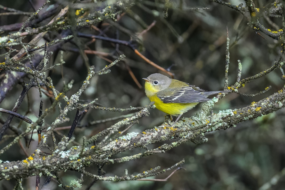 Magnolia Warbler - ML604952071