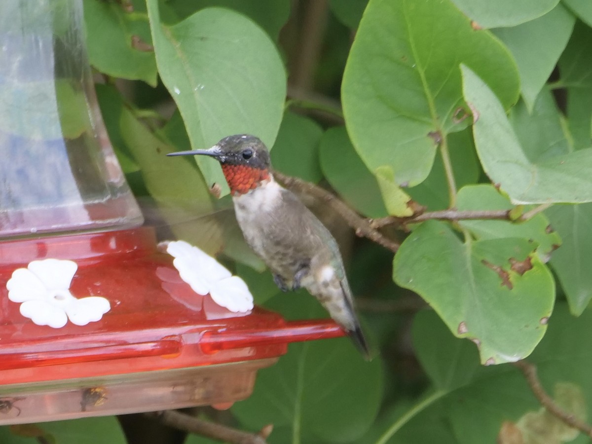 Ruby-throated Hummingbird - ML604952121