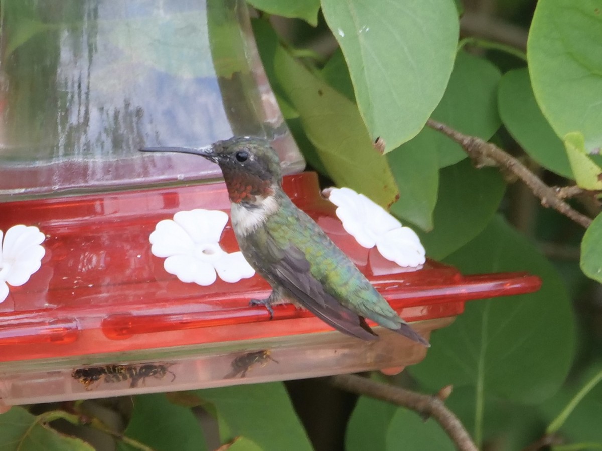 Colibri à gorge rubis - ML604952151