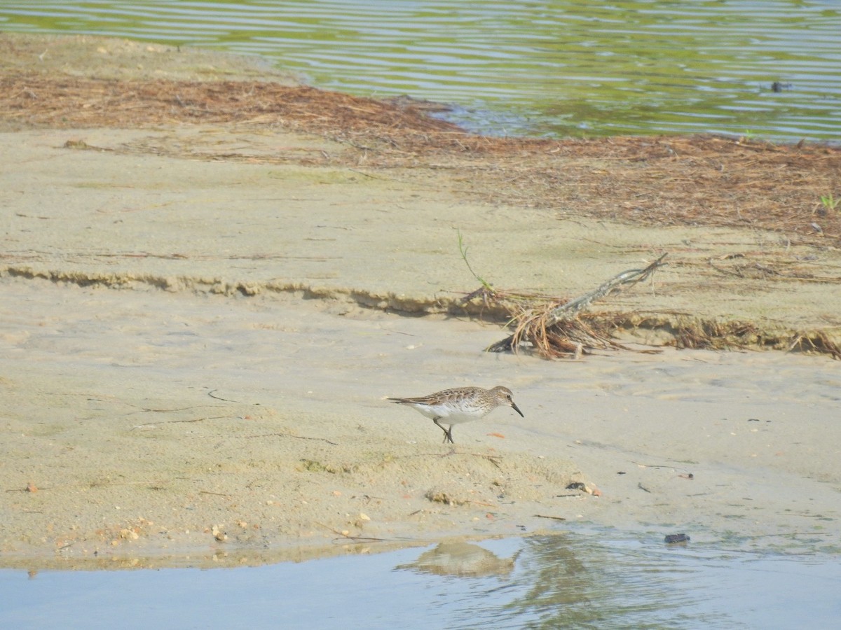 White-rumped Sandpiper - ML604953221