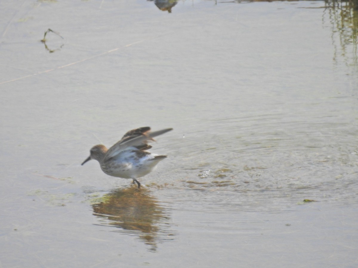 White-rumped Sandpiper - ML604953271