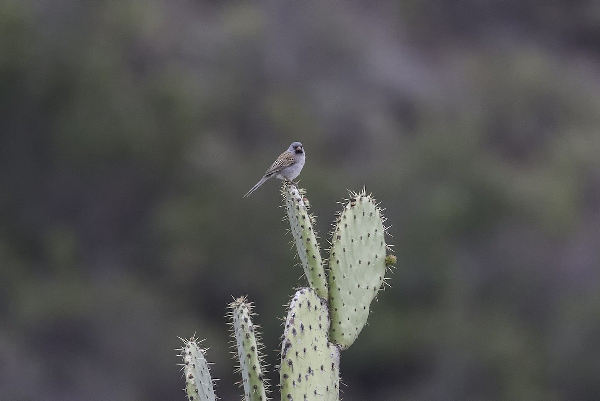 Black-chinned Sparrow - ML604954751