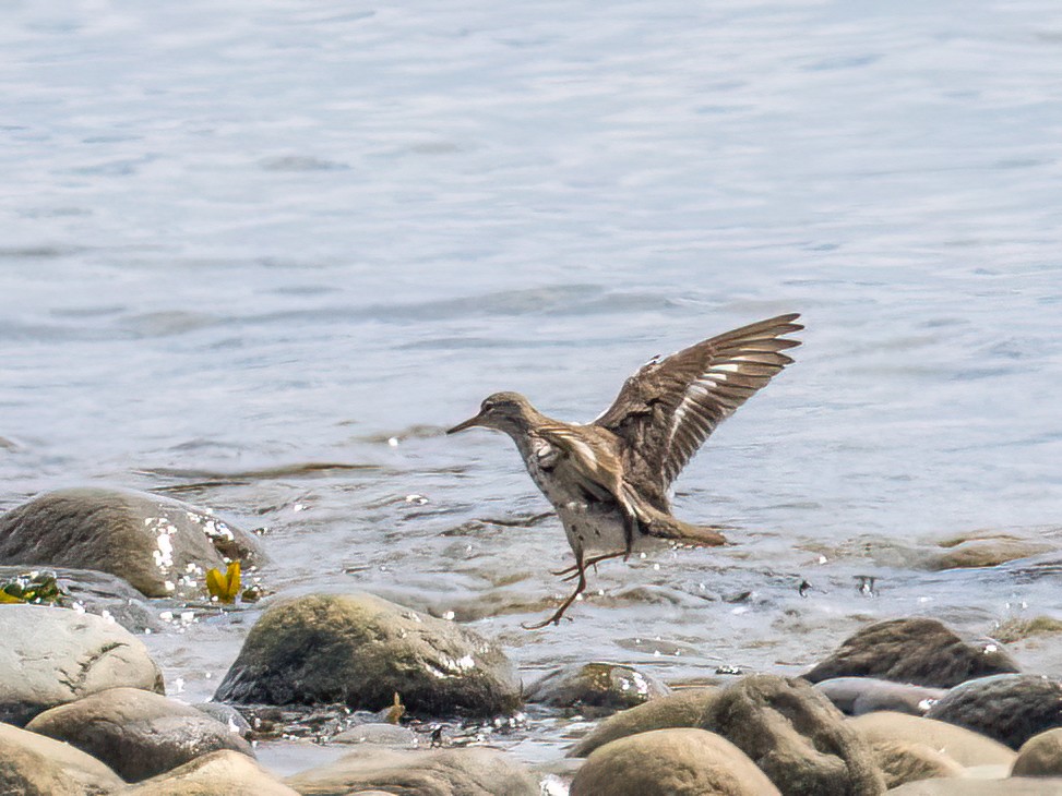 Spotted Sandpiper - ML604955161