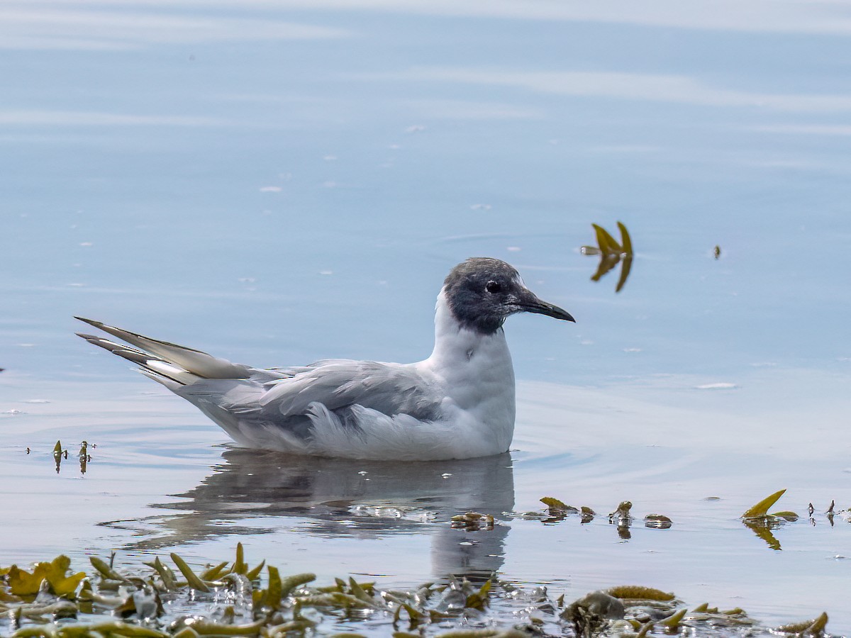 Bonaparte's Gull - ML604955471