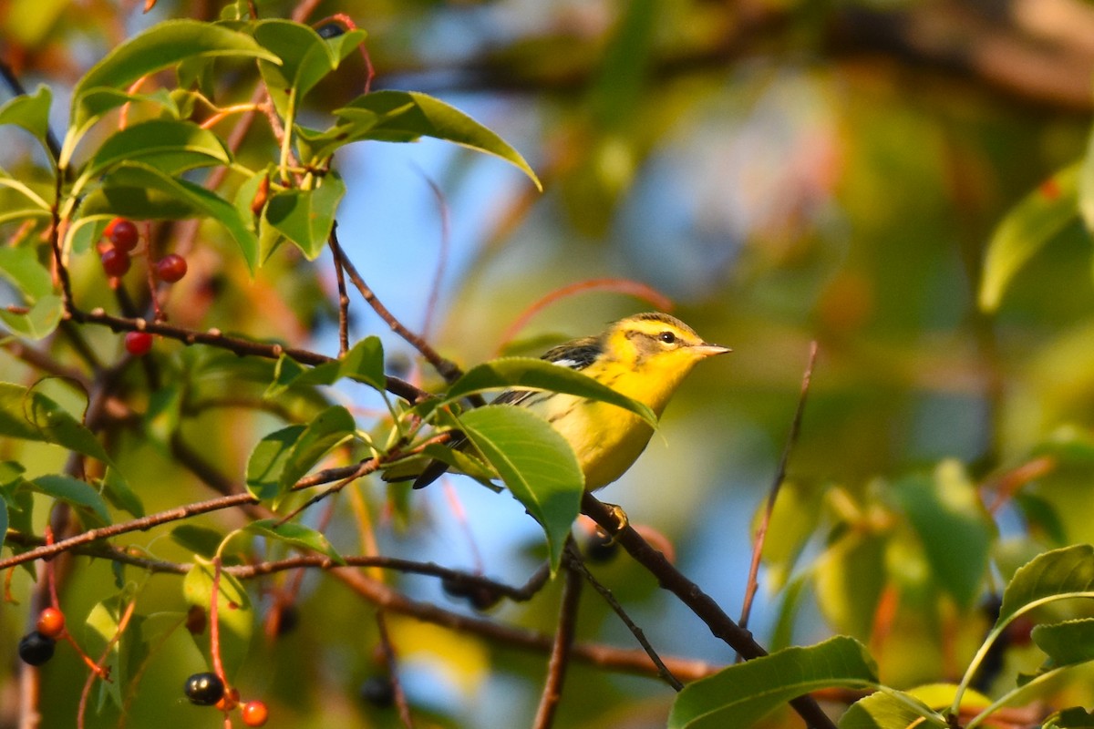 Blackburnian Warbler - ML604955541