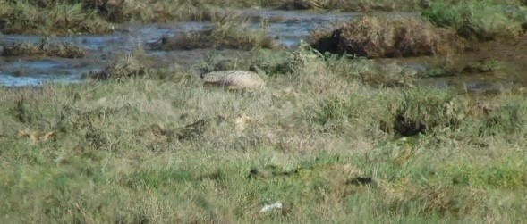 Long-billed Curlew - John Green