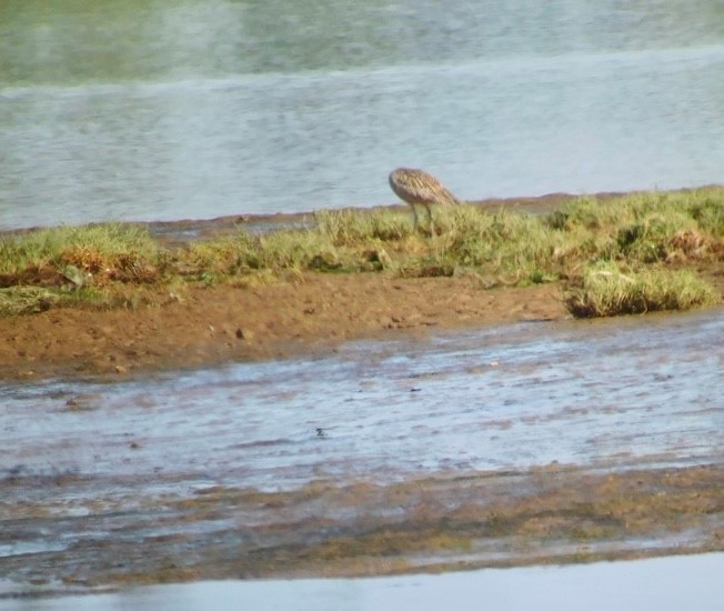 Long-billed Curlew - ML604956931