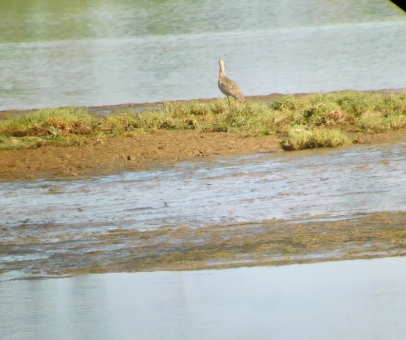 Long-billed Curlew - ML604957001