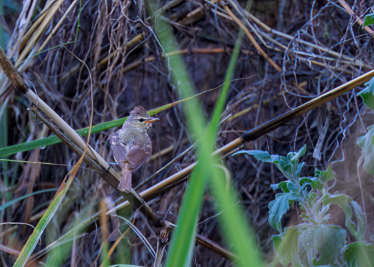 Northern Beardless-Tyrannulet - ML604957951