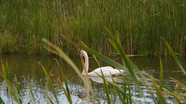 Trumpeter Swan - ML604959411