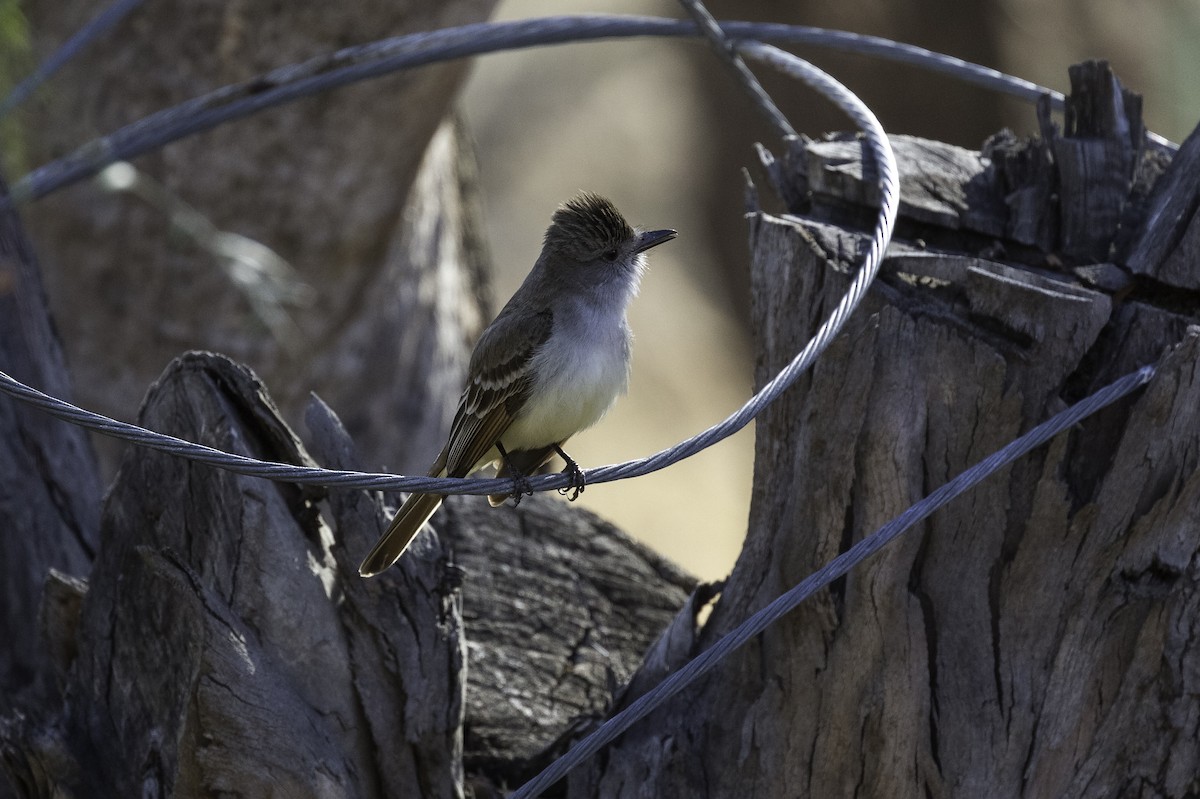 Ash-throated Flycatcher - ML604959871