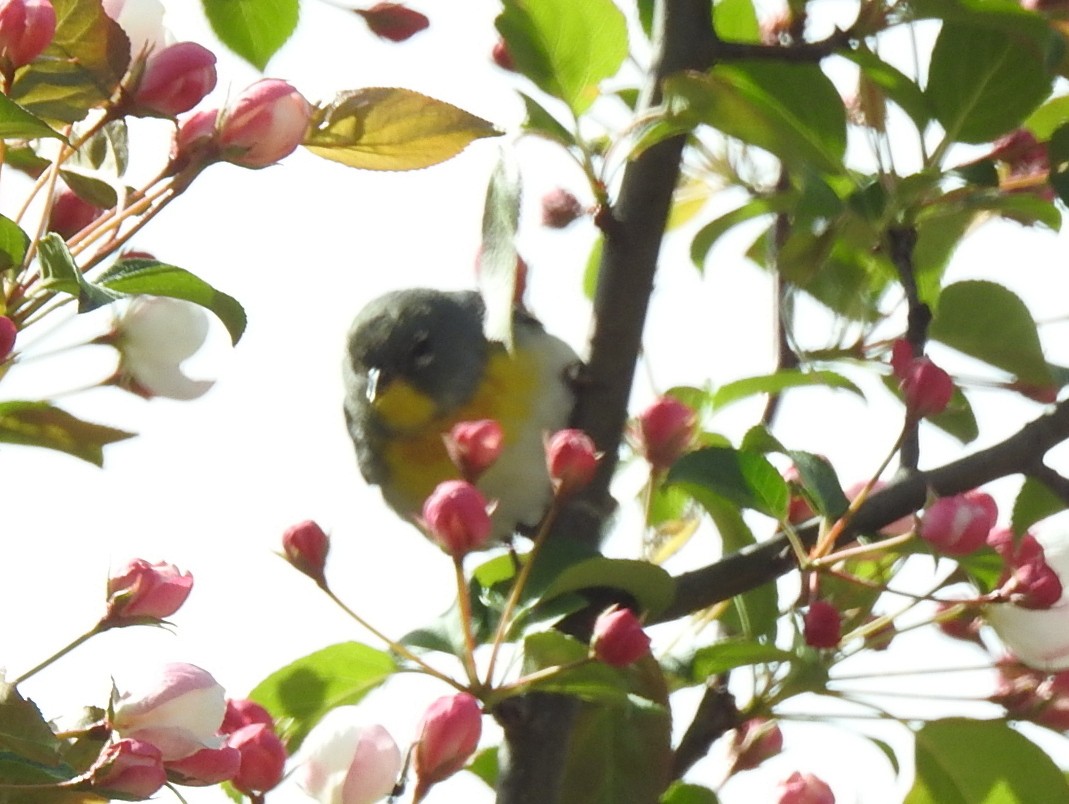 Northern Parula - elwood bracey