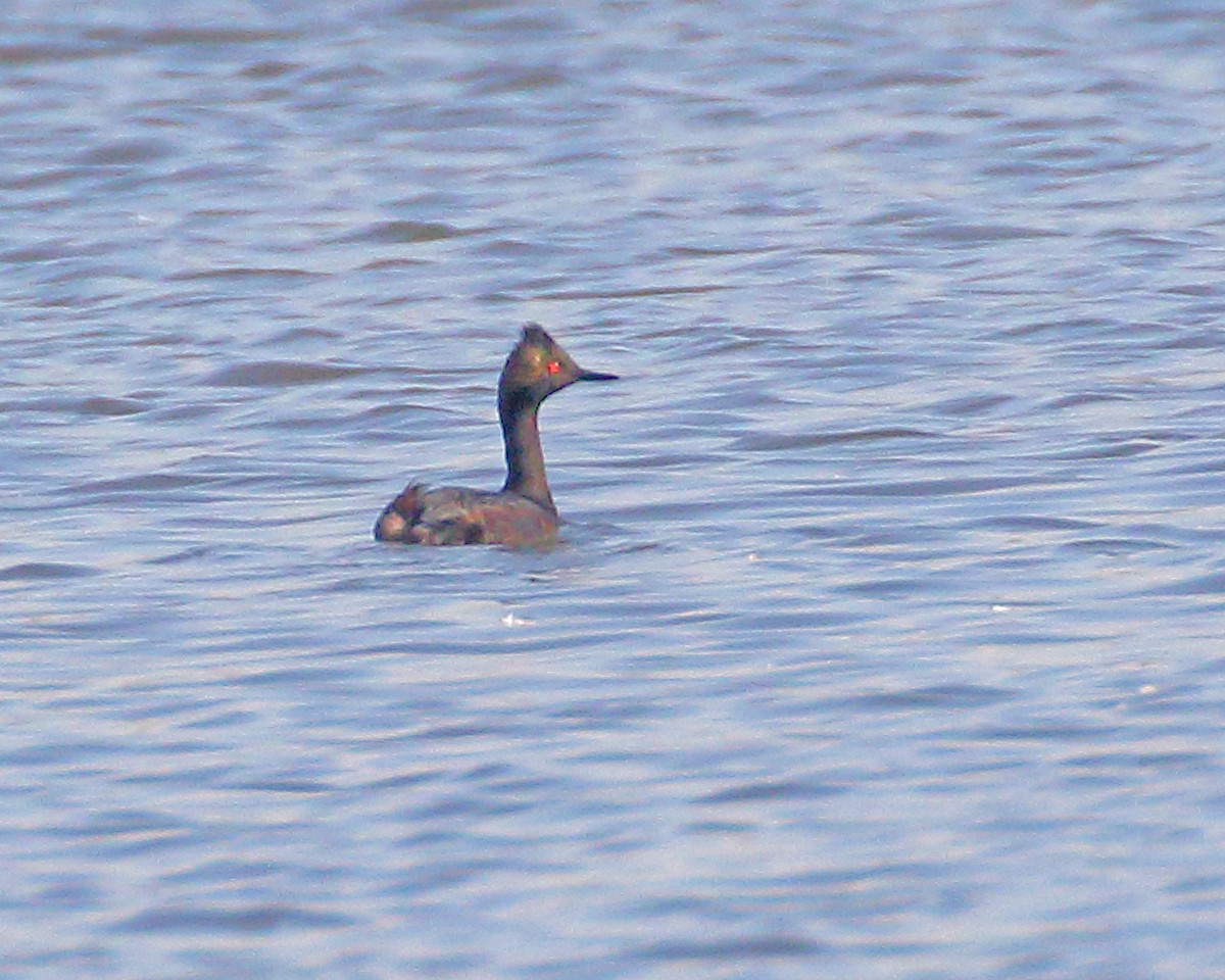 Eared Grebe - ML604960921