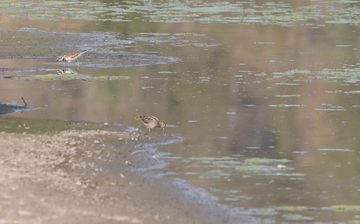 Wilson's Snipe - ML604961401