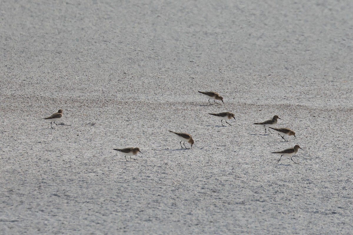 Baird's Sandpiper - ML604962211