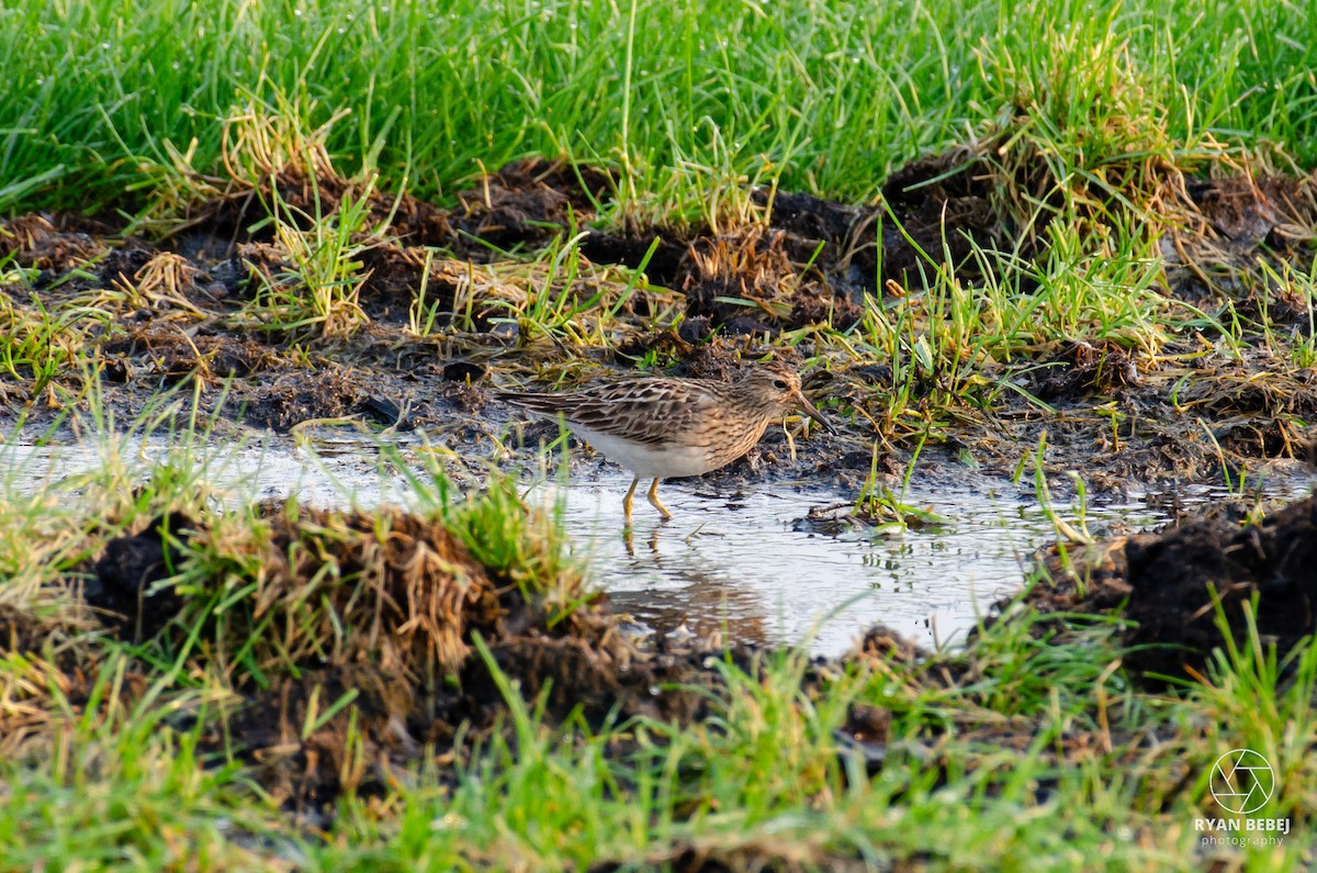 Pectoral Sandpiper - ML604963261