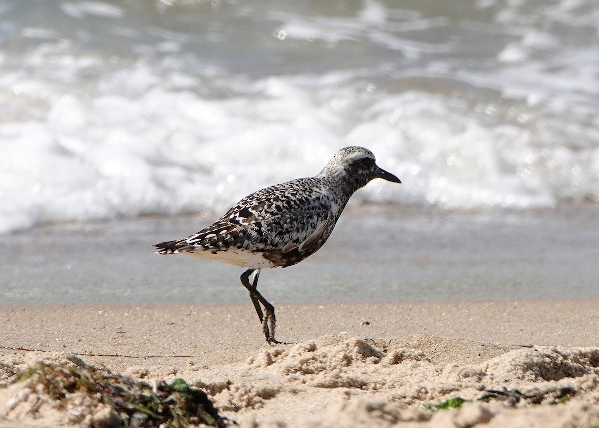 Black-bellied Plover - ML604963481