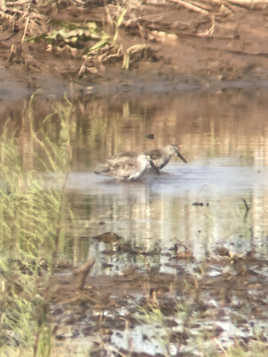 Dunlin - Curtis Stewart