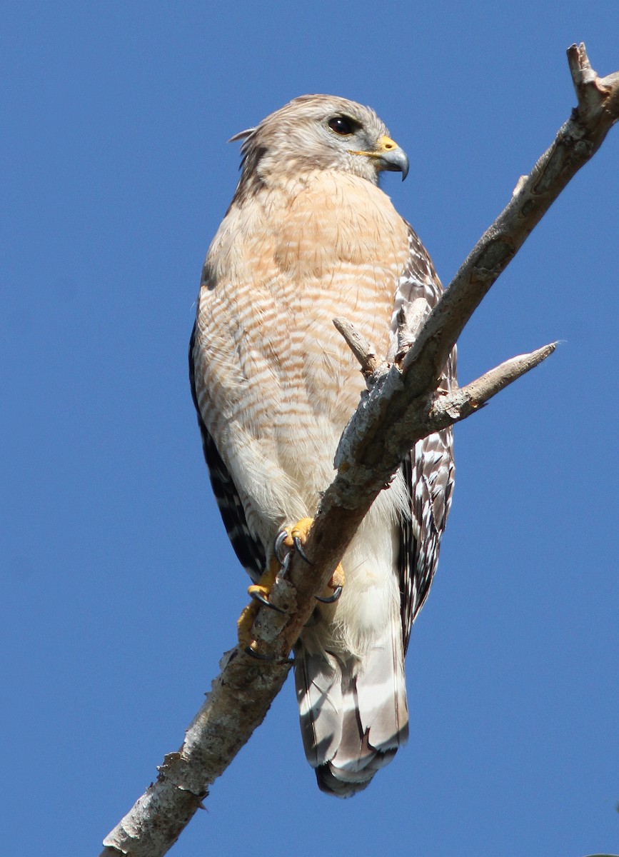 Red-shouldered Hawk - ML604965891