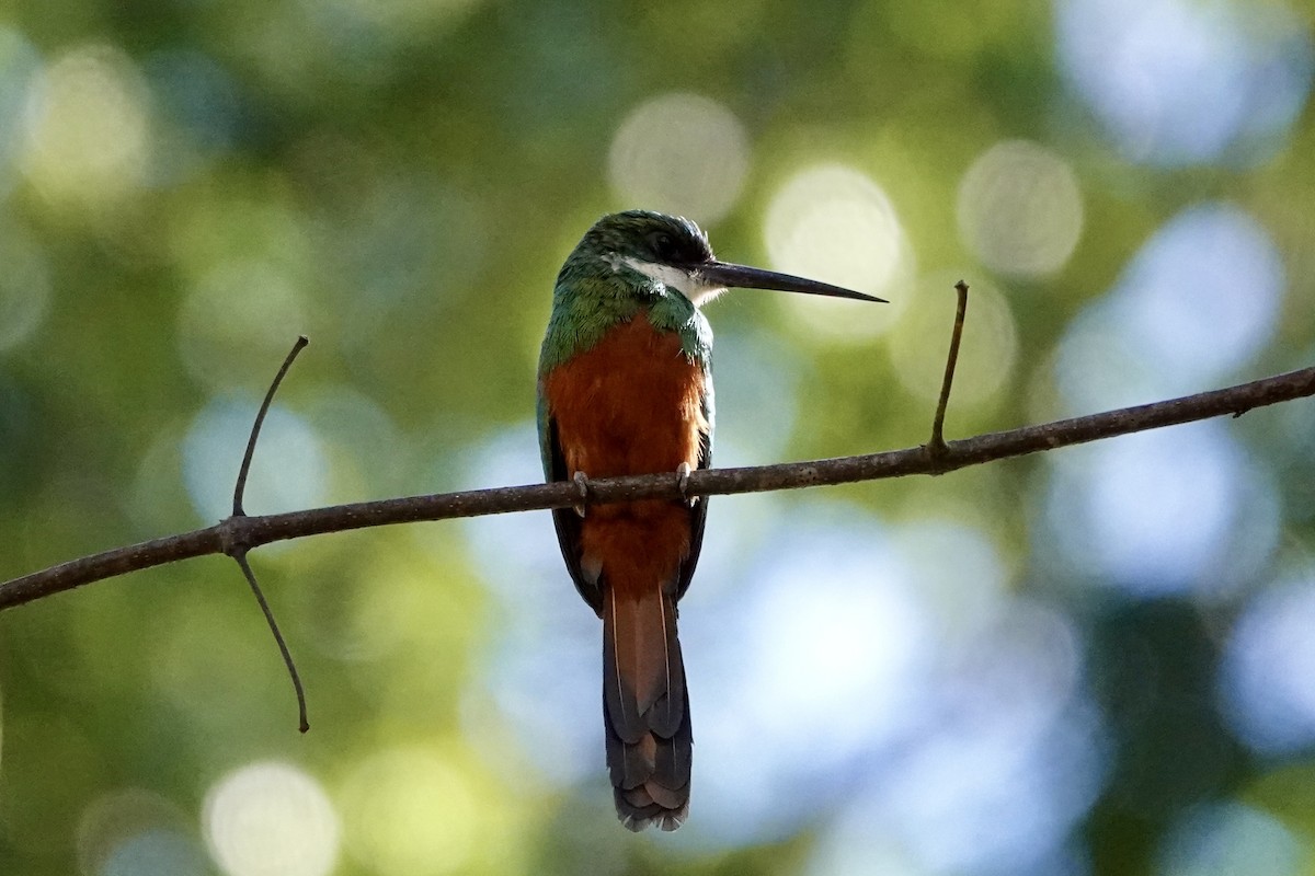 Rufous-tailed Jacamar (Spot-tailed) - ML604967281