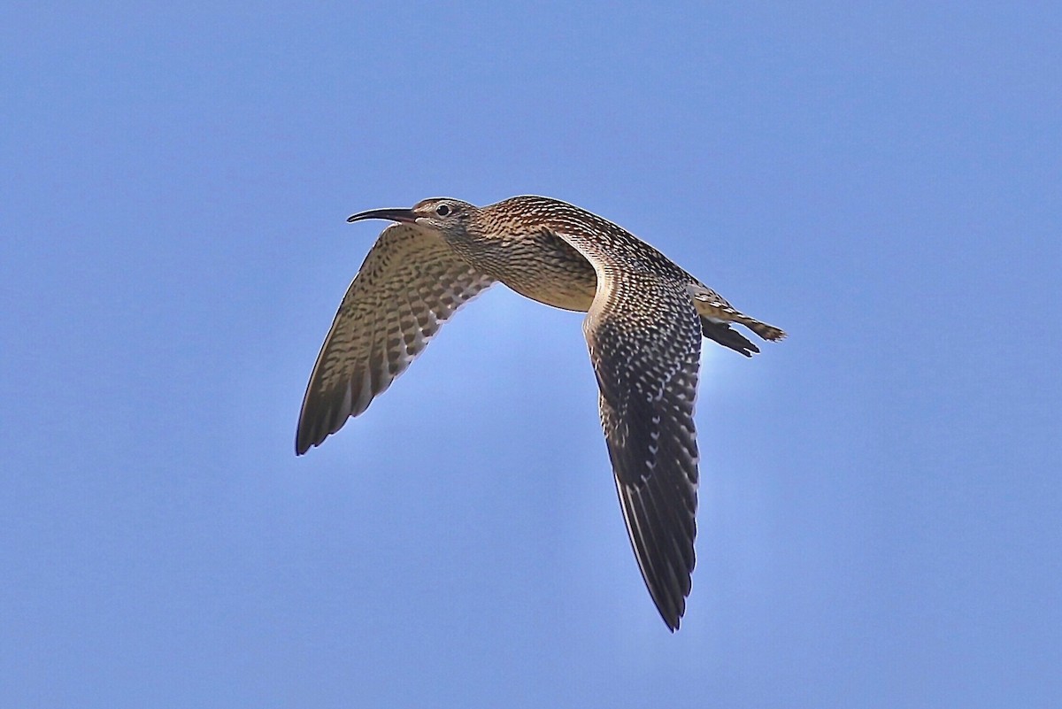 Regenbrachvogel - ML604967961