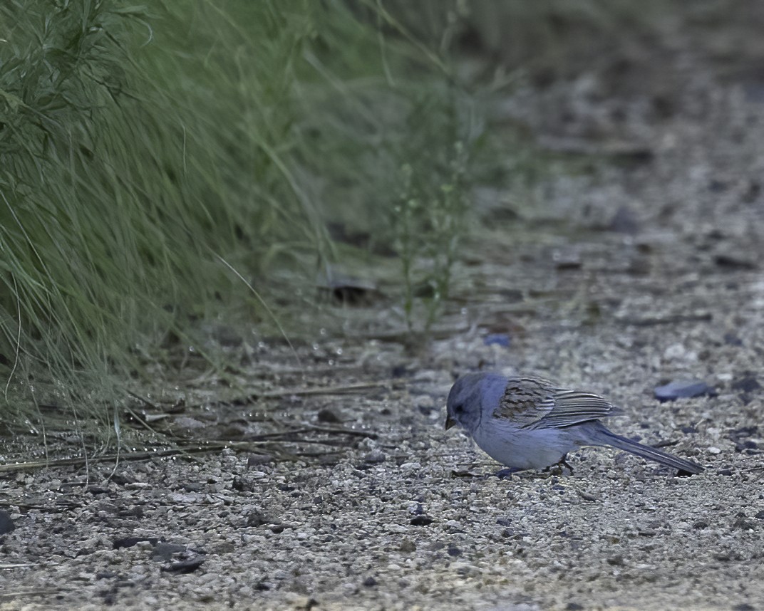 Black-chinned Sparrow - ML604968991