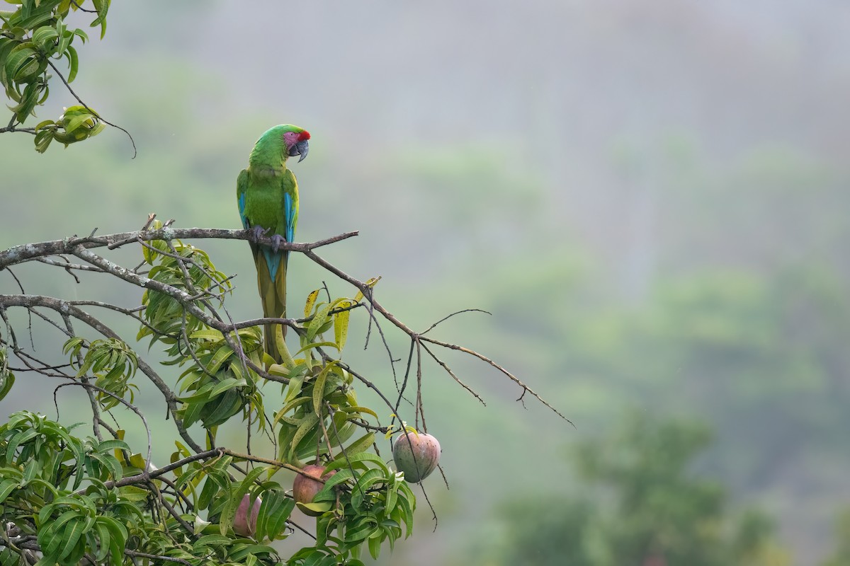 Military Macaw - Adam Jackson