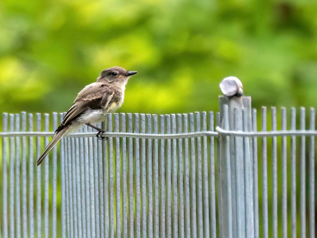 Eastern Phoebe - ML604970201