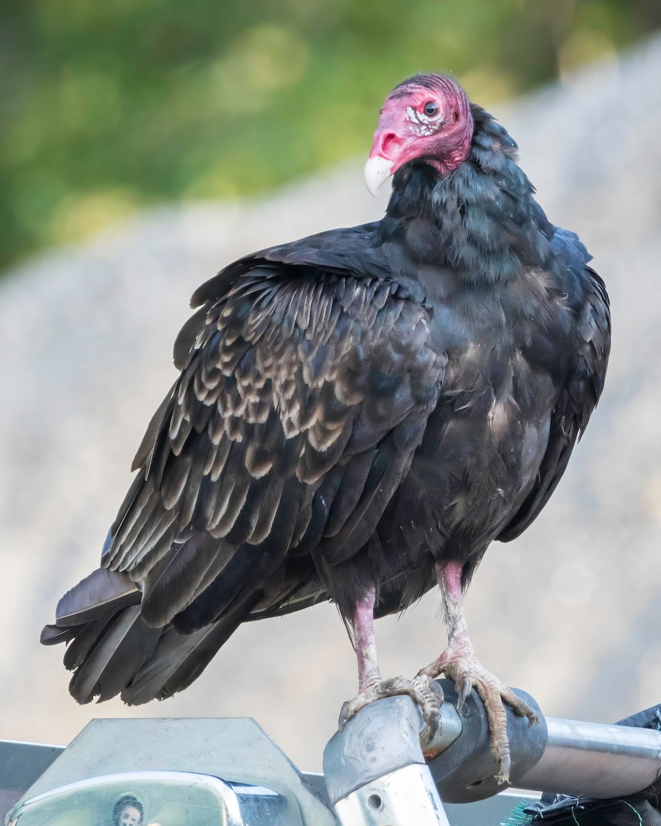 Turkey Vulture - ML604970641