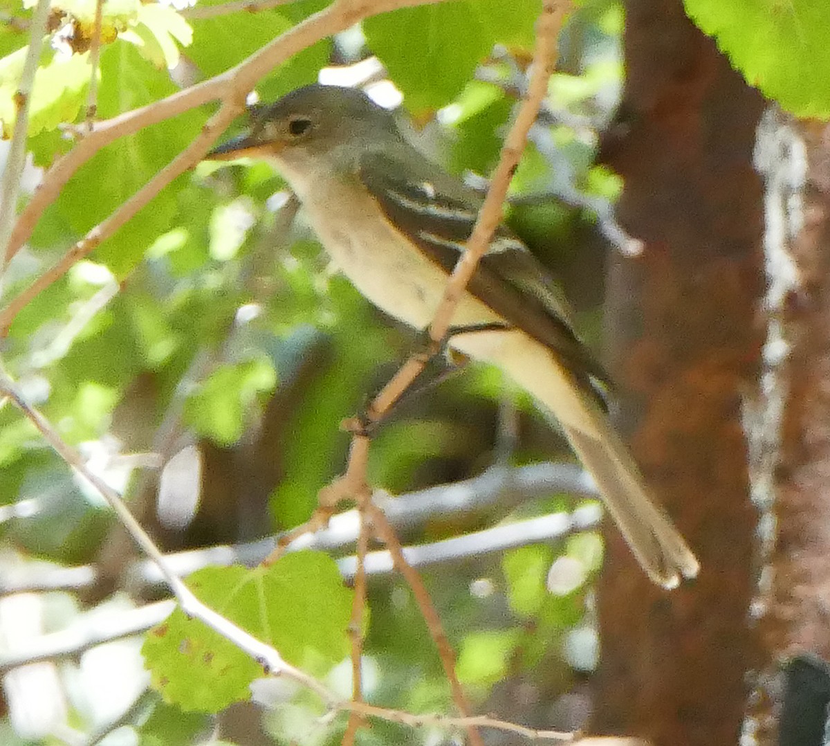 Willow Flycatcher - ML604971071