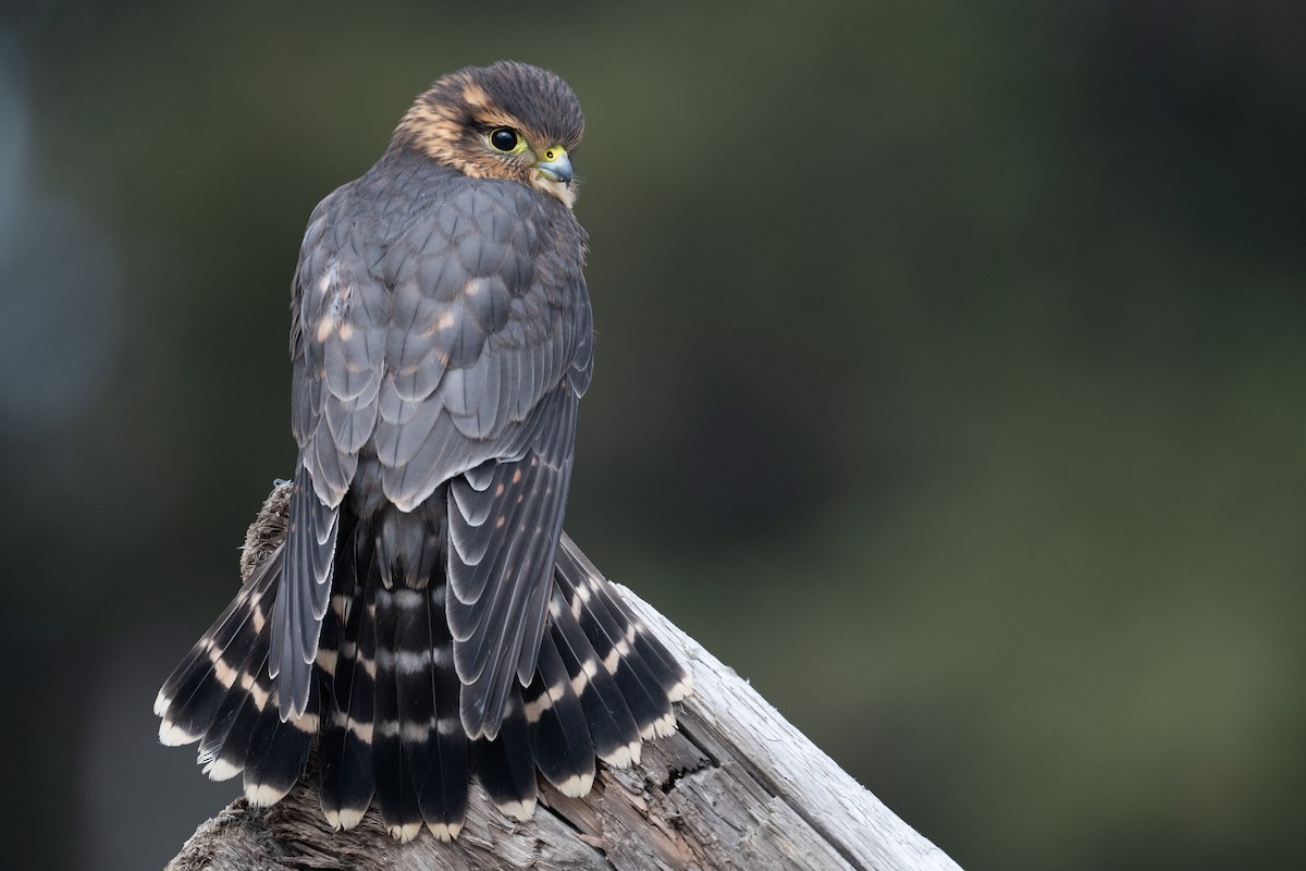 Merlin - Amanda Guercio