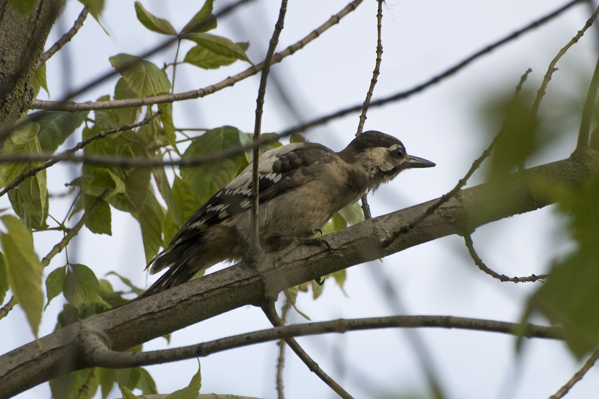 Syrian Woodpecker - ML604971851