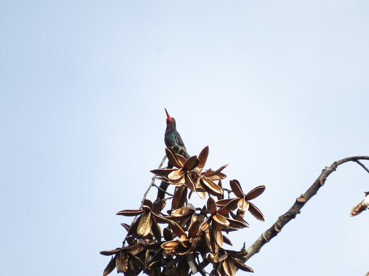 rødhakekolibri - ML60497201