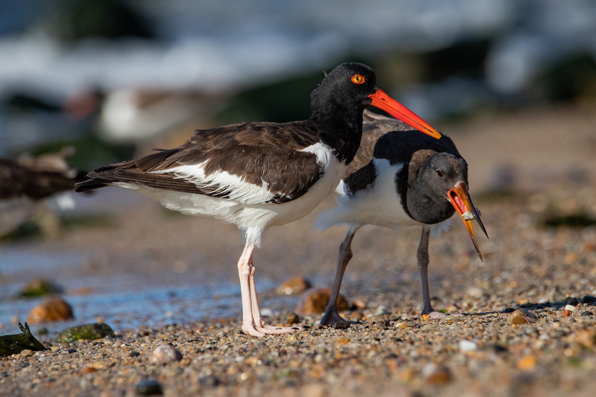 American Oystercatcher - Cameron Johnson