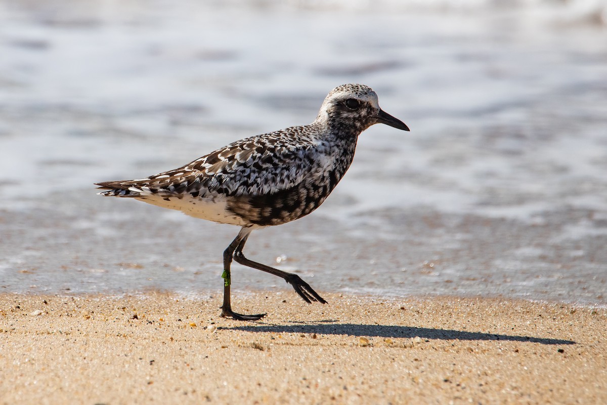 Black-bellied Plover - Cameron Johnson