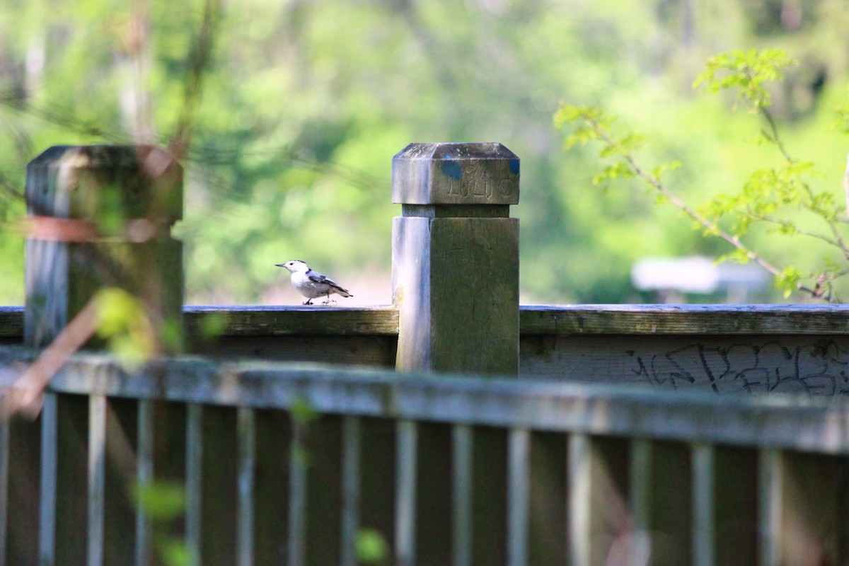 White-breasted Nuthatch - Mike Lemay