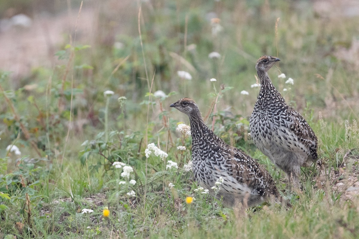 Sharp-tailed Grouse - ML604973261