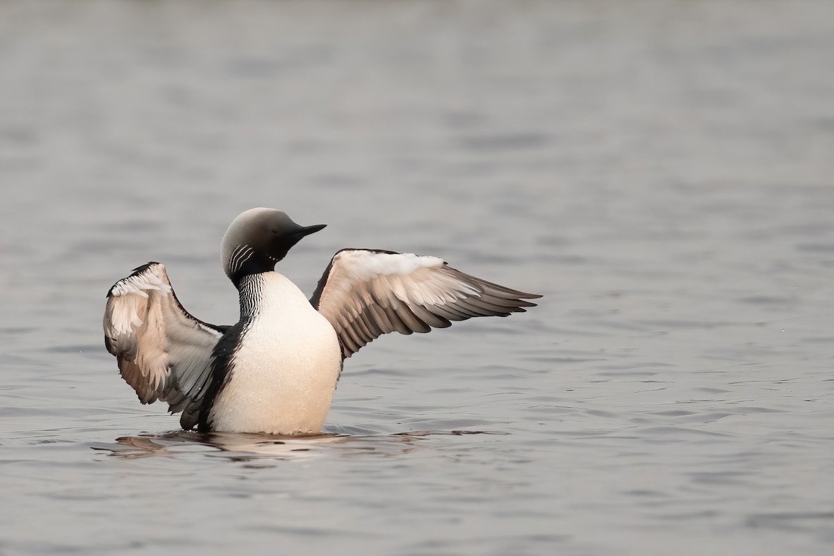 Pacific Loon - ML604973371