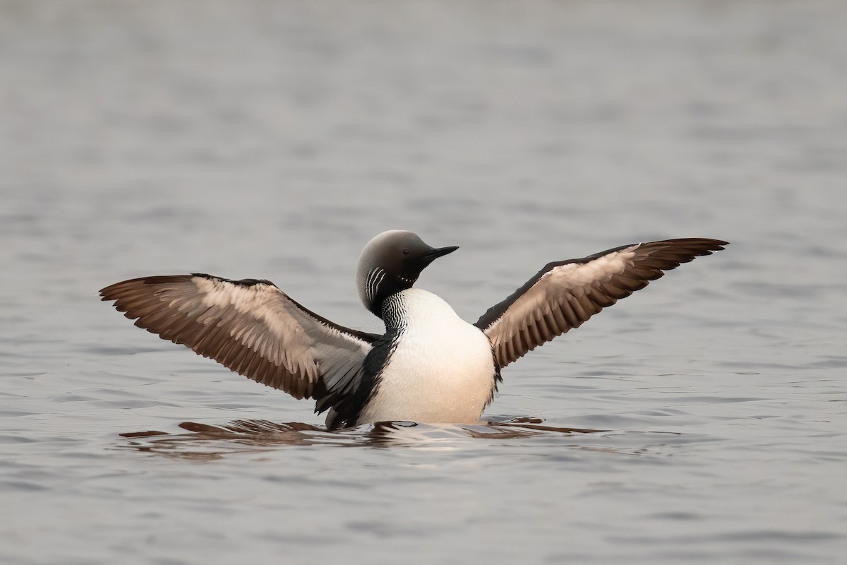 Pacific Loon - ML604973381