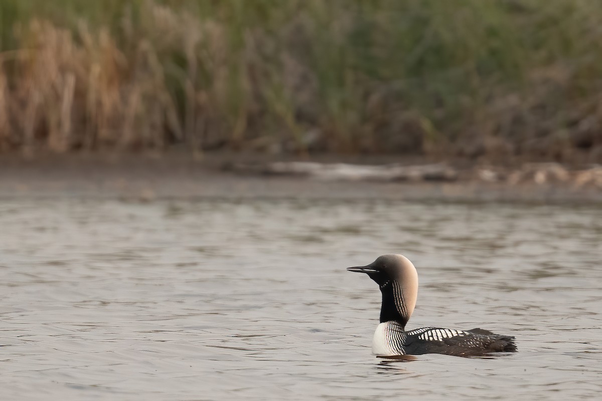 Pacific Loon - ML604973531