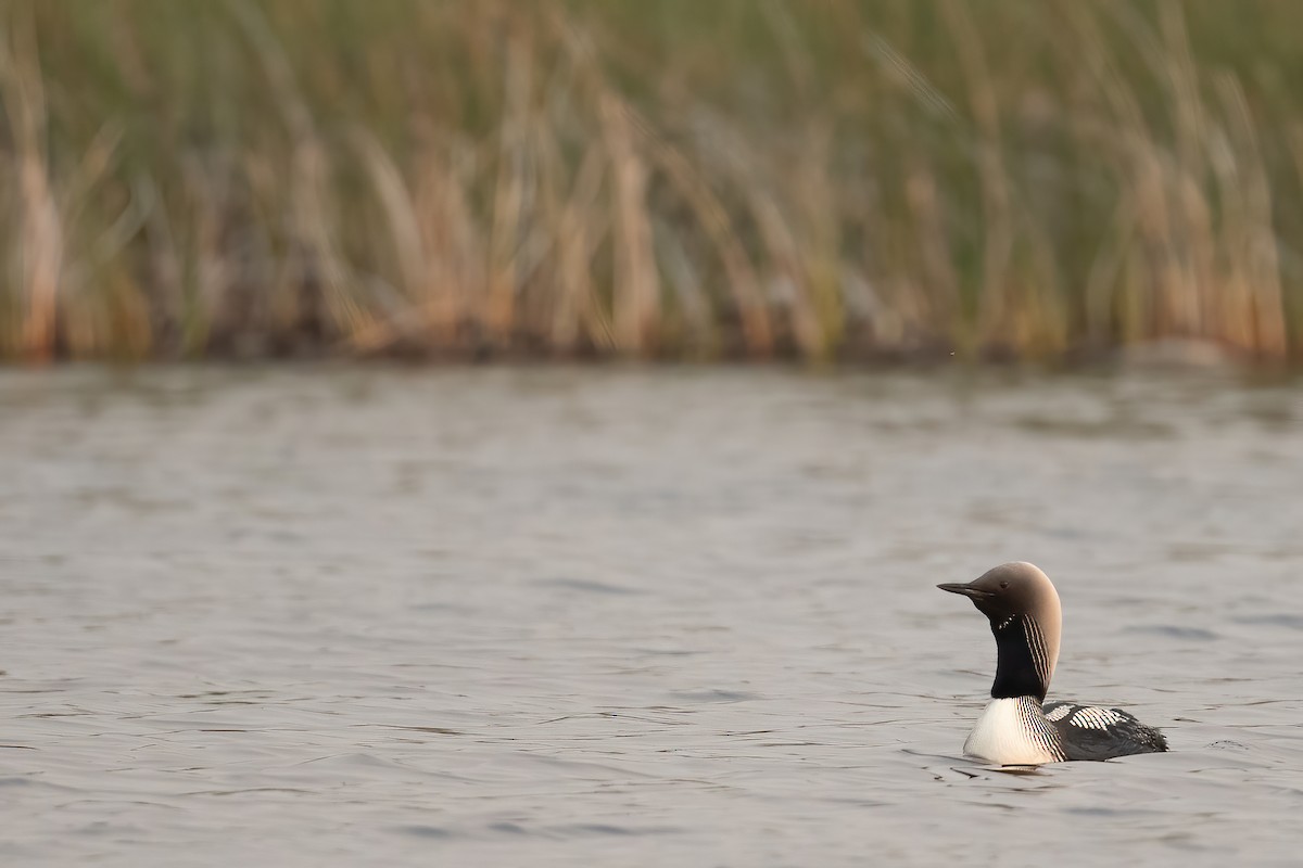 Pacific Loon - Amanda Guercio