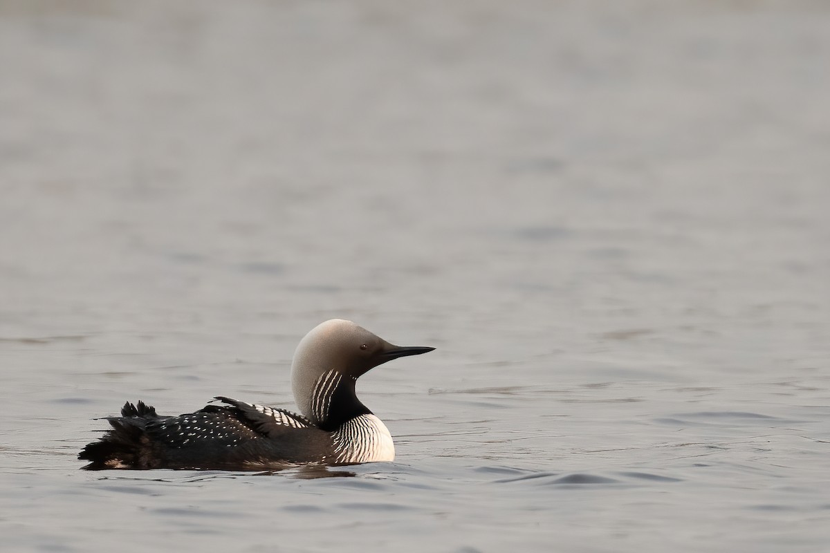 Pacific Loon - ML604973711