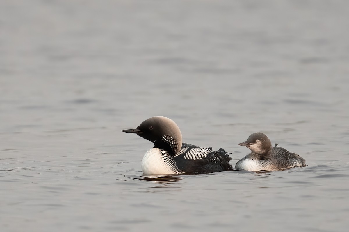 Pacific Loon - Amanda Guercio