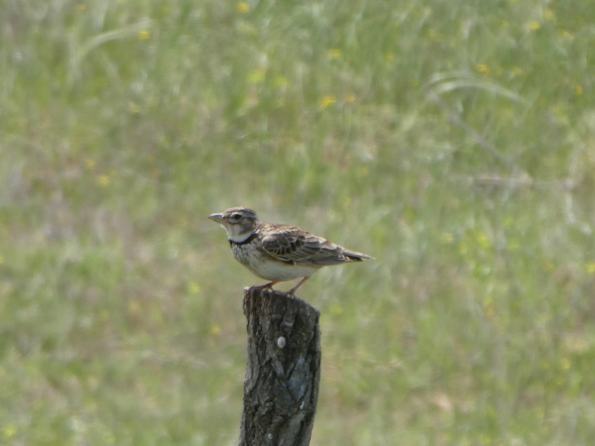 Calandra Lark - Emma Meadows