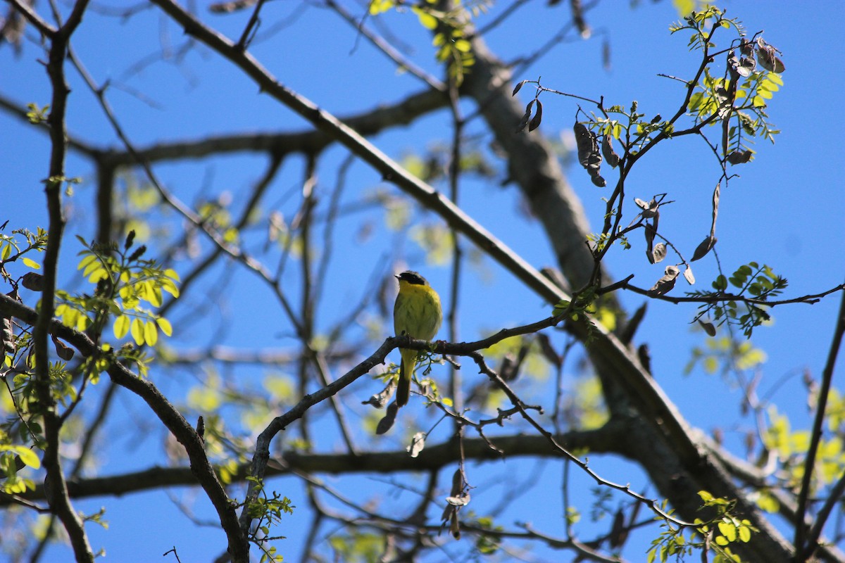 Paruline masquée - ML60497391