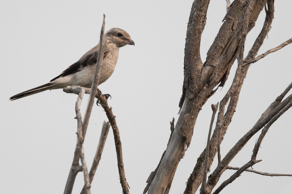 Alcaudón Boreal - ML604973921