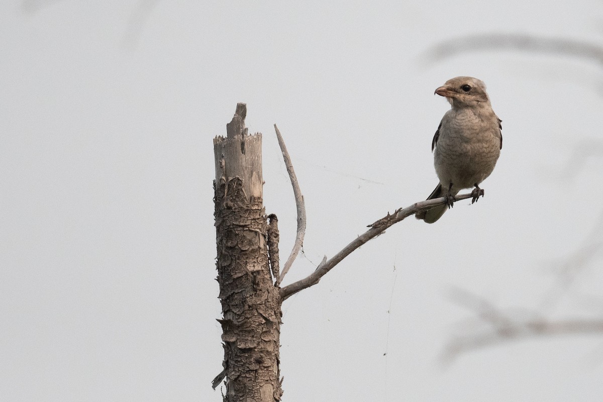 Northern Shrike - ML604974021